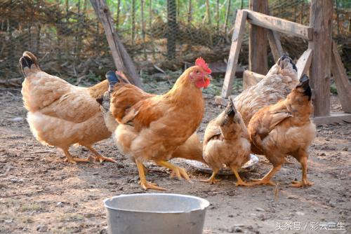 三黄鸡的养殖技术，提高三黄鸡产蛋量的方法