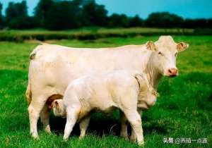 奶水牛养殖技术(促进牛羊奶产量的五大高产多汁饲料，奶水哗哗流)