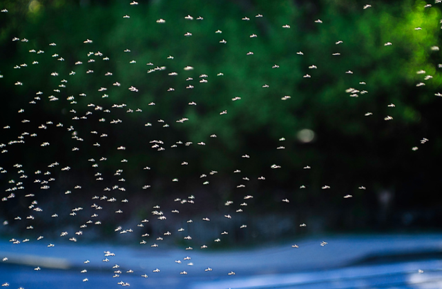 【创澳分享】养殖场蚊蝇驱避，“无毒性”是关键！
