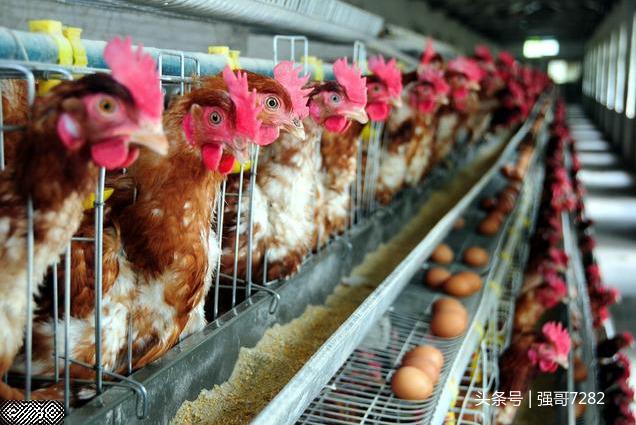 未来5-10年，蛋鸡养殖的发展前景究竟会是怎样的呢？