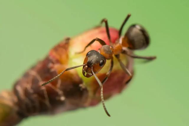 科学家用全新的跟踪技术揭开沙漠蚂蚁的秘密生活