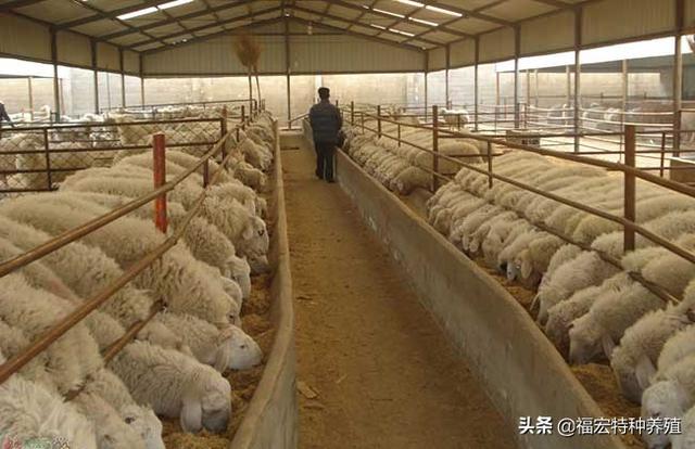 波尔山羊和小尾寒羊适合各地圈养，羊圈搭建及日常螨虫预防治疗