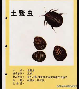 土鳖虫养殖技术(活血疗伤的土鳖虫)