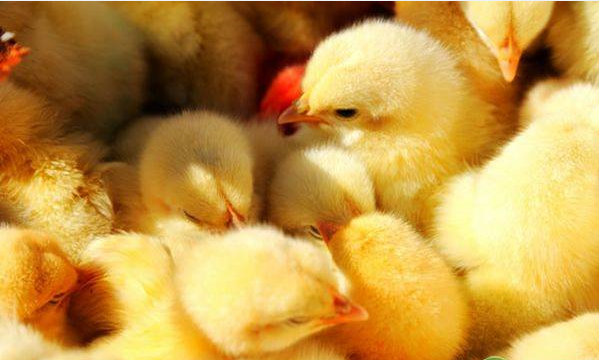 养殖宝典：冬季养殖户小鸡安全过冬！这4大保暖加温措施必看
