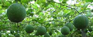 瓜蒌根种植(瓜蒌种植技术及亩收益，附施肥技术)