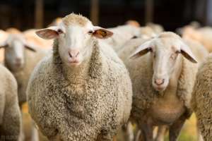 河南小尾寒羊养殖场(新一年农村养羊适合养哪些品种？看看这些推荐品种，好养、效益高)