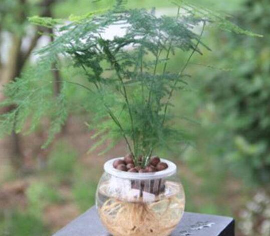 文竹可以水培吗，文竹的水培方法，水位和光照控制好