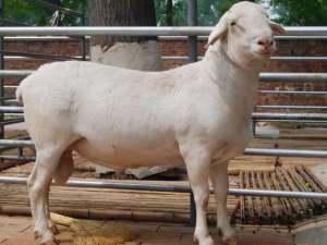 山西杜泊羊养殖场(世界公认最好的肉羊品种之一，也是在我国最常见的外国绵羊品种)