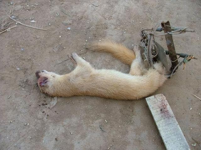 重金罚款！捕杀1.2万只黄鼠狼被判罚960万，黄鼠狼竟然价比天高？