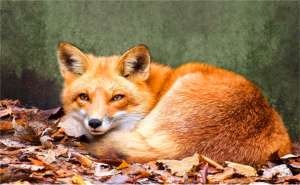 如何养殖狐狸(狐狸在不同生长阶段该如何管理？注意环境卫生，适当提高喂养频率)