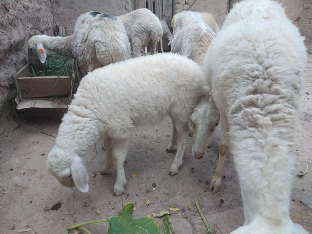 5个月产羔，8年淘汰，小尾寒羊母羊一生能为养殖户带来多少利润