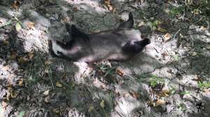 獾狗养殖(新疆发现“山獾”，长着一个猪鼻，四肢有利爪，遇人会站起来示威)