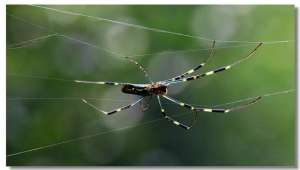 地蜘蛛养殖(蜘蛛是怎么在两个相邻那么远的地方扯好第一根蛛丝的)
