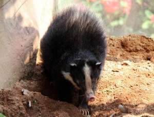 四川狗獾养殖场(陕西汉中发现猪獾，从山上滚落到沟渠，腿受重伤被围观众人救起)