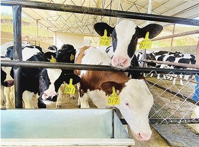 奶牛养殖首次分红 让日子“牛”起来——温泉镇携手科右前旗以“牛”带产推动乡村振兴发展