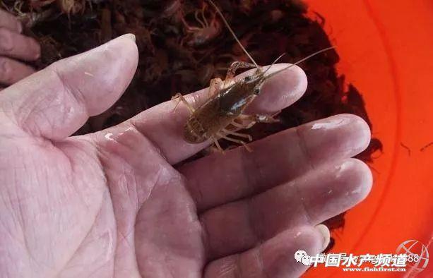 小龙虾养殖的六大关键点