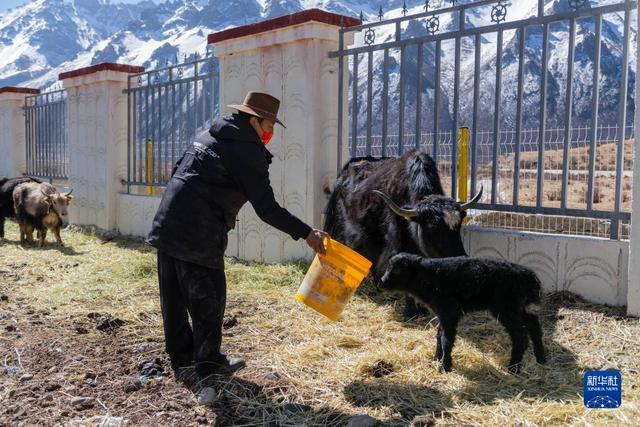 新华全媒+丨“幸福花儿开”——西藏嘉黎：娘亚牦牛科学养殖引领村民走上致富之路