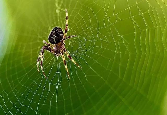 蜘蛛是怎么在两个相邻那么远的地方扯好第一根蛛丝的