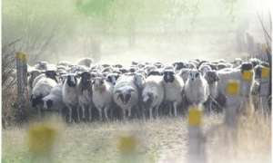 育肥羊的养殖方法视频(养好滩羊 增收致富)