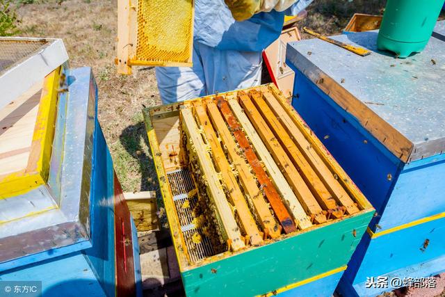 如何提高蜜蜂春繁质量？老蜂农每年都用这些方法