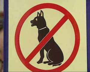 杜宾犬养殖基地(这5种狗在城市“被禁养”，再养就违法了，你中招了没？)