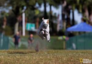 惠比特犬养殖基地(三岁惠比特犬打破记录，成为美国最快的狗)