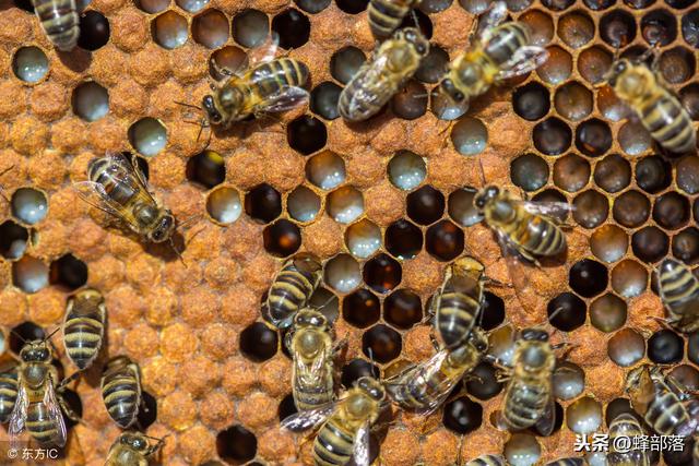 如何提高蜜蜂春繁质量？老蜂农每年都用这些方法