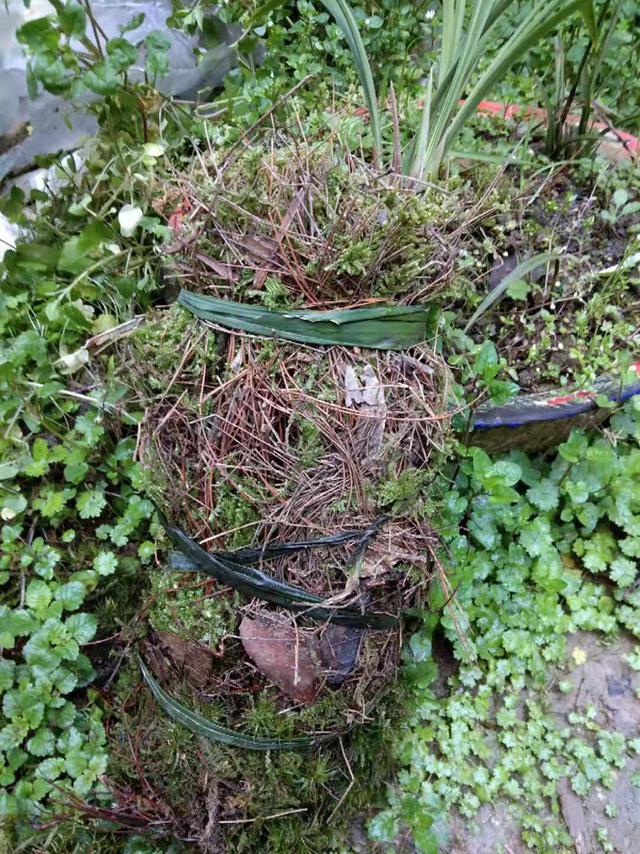 用苔藓栽种兰花的方法和技巧