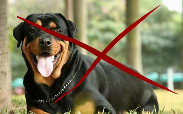 这5种狗在城市“被禁养”，再养就违法了，你中招了没？