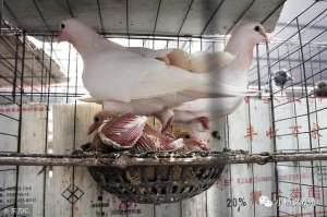 蛋鸽子的养殖技术(史上最标准的肉鸽养殖技术，很值得学习一下)