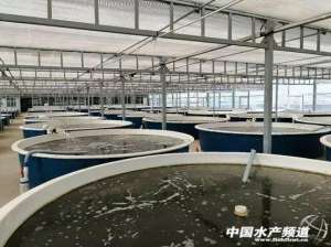 龙胆石斑鱼的养殖技术(工厂化石斑鱼养殖大有可为，南鱼北养前景可期)
