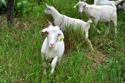 #在农村养殖什么成本最低？# 在农村养殖山羊成本最...