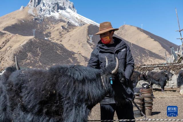 新华全媒+丨“幸福花儿开”——西藏嘉黎：娘亚牦牛科学养殖引领村民走上致富之路