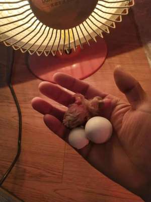 蛋鸽养殖技术(人工孵化及饲养雏鸽1至7天总结)