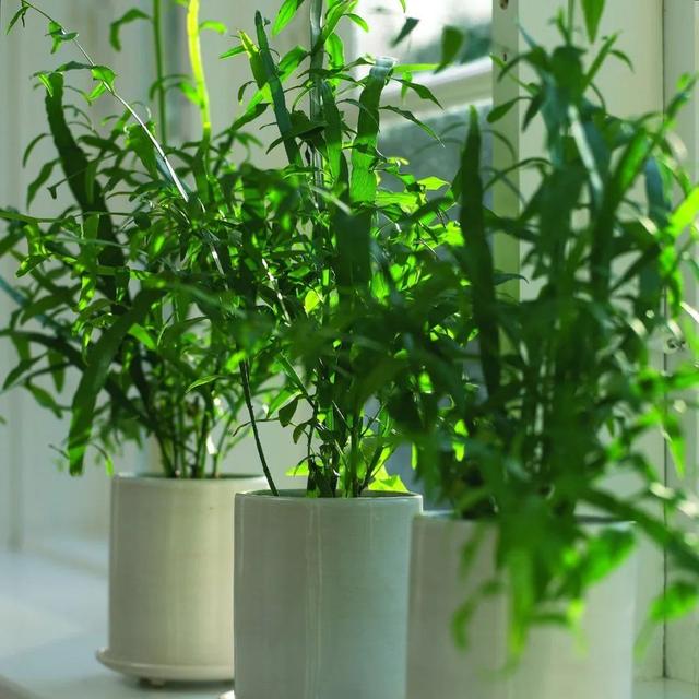 茎被压成蜈蚣一般的竹节蓼，趣味而小众的室内盆栽，便宜且耐养