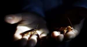 蟑螂养殖网(中国建世界最大蟑螂工厂，年产50亿只蟑螂，国家还给补贴)
