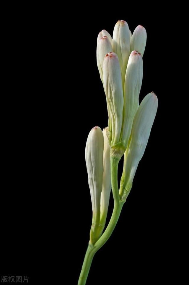 晚香玉这么种，嗖嗖长成香水花，隔老远就能闻到！