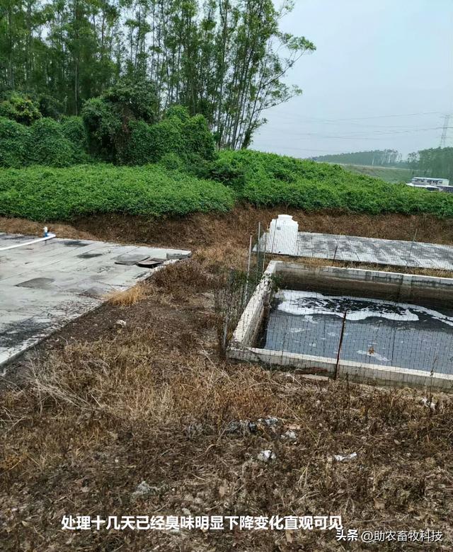 广东鹤山市这个猪场使用微生物技术处理养殖场污水效果好