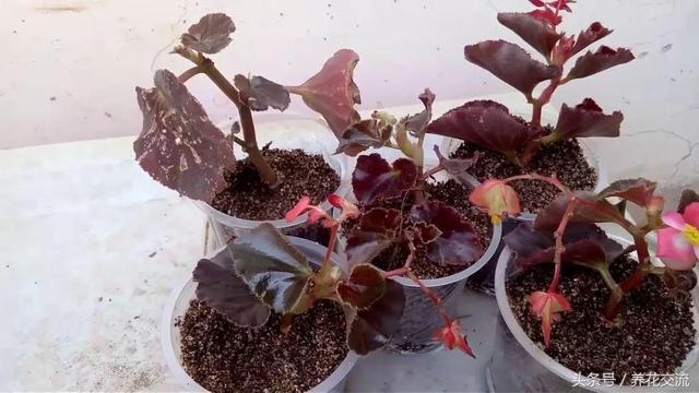 用这7种方法在室内养护秋海棠盆栽，四季都可以保持开花