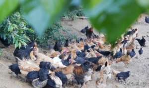 山东柴鸡养殖(新手散养土鸡，有哪些技术要点？)
