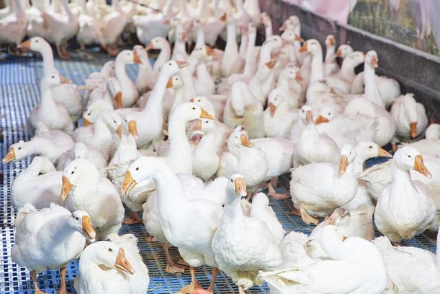 产蛋鹅饲养管理过程中需要注意什么