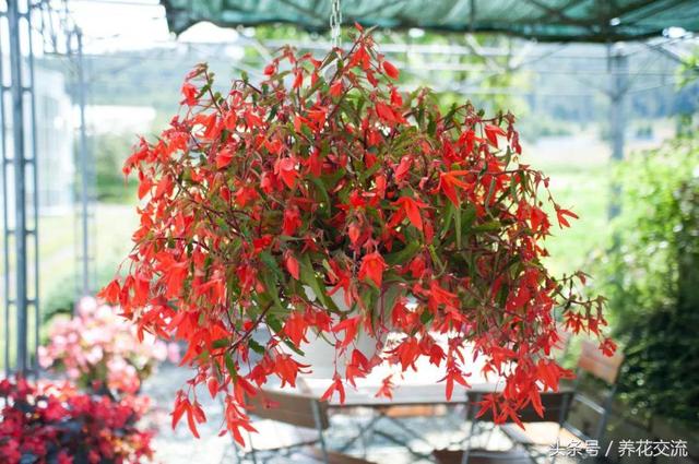 用这7种方法在室内养护秋海棠盆栽，四季都可以保持开花