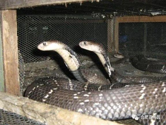 蛇类到底能不能养殖？