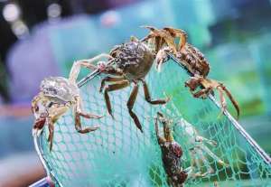 河蟹怎么养殖技术(高温大“烤”，如何科学养殖大闸蟹？)