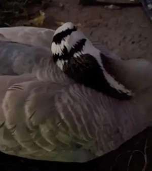 非洲雁的养殖视频(已确认，网红大雁“大宝”突然死亡)