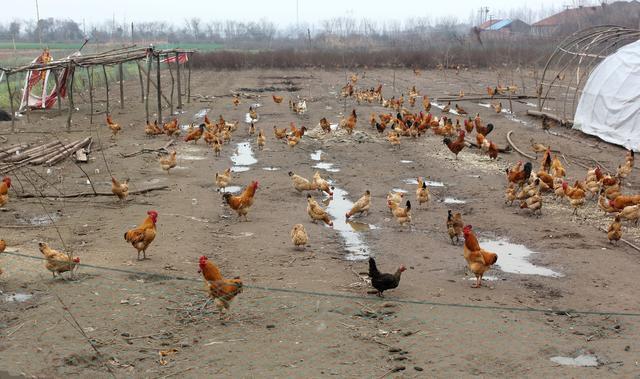 怎样搭建简易的肉鸡养殖大棚？