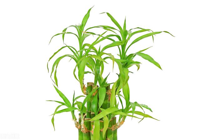 土培富贵竹的简单养法