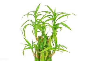 土养富贵竹的养殖方法和注意事项(土培富贵竹的简单养法)