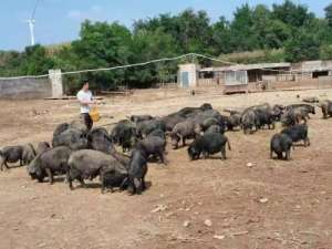 广东藏香猪养殖基地(直播卖藏香猪调兵山小贺年收入50万，90%线上订单)