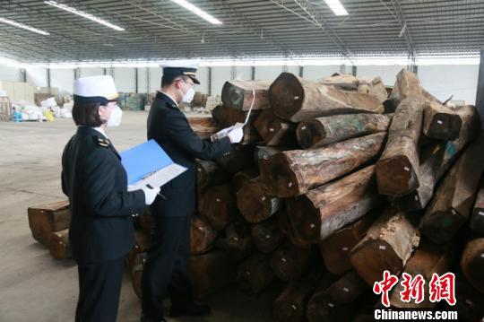 南宁海关破特大濒危木材非法进口案 查获刺猬紫檀逾155吨